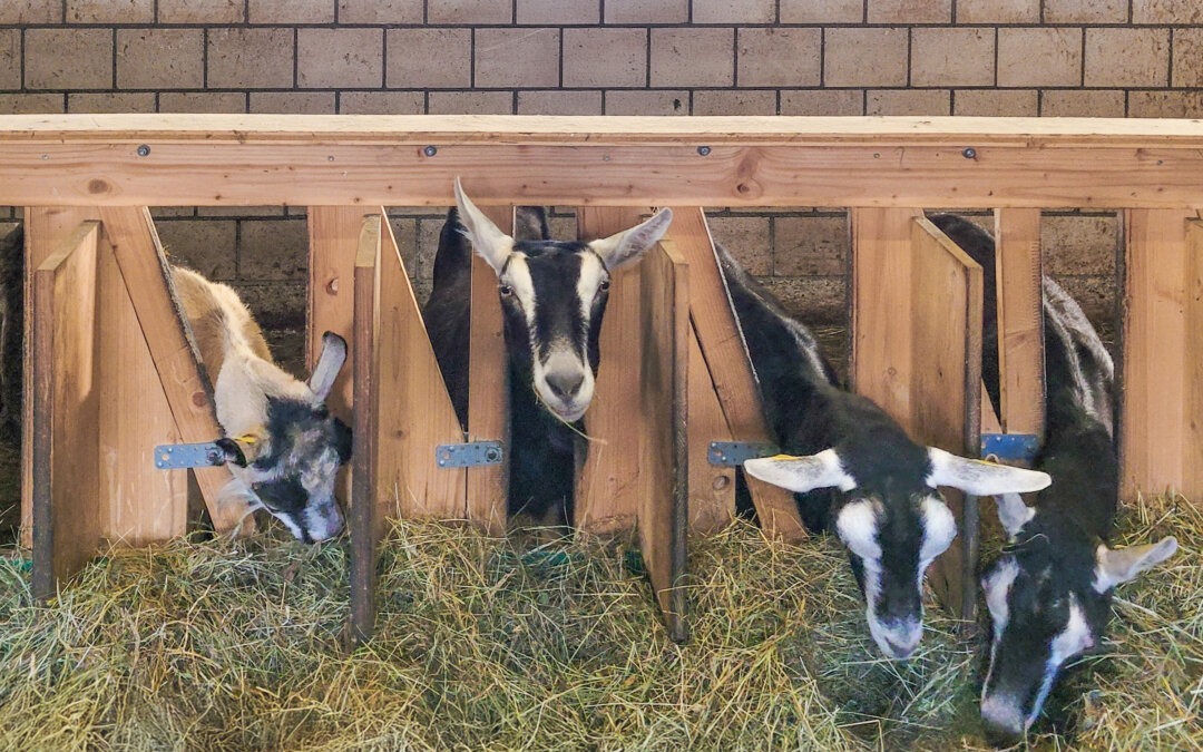 Betriebsleiter/in Landwirtschaft FA